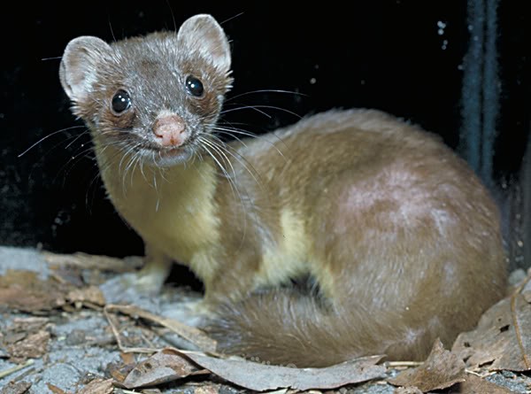 ابن عرس (العرسه )