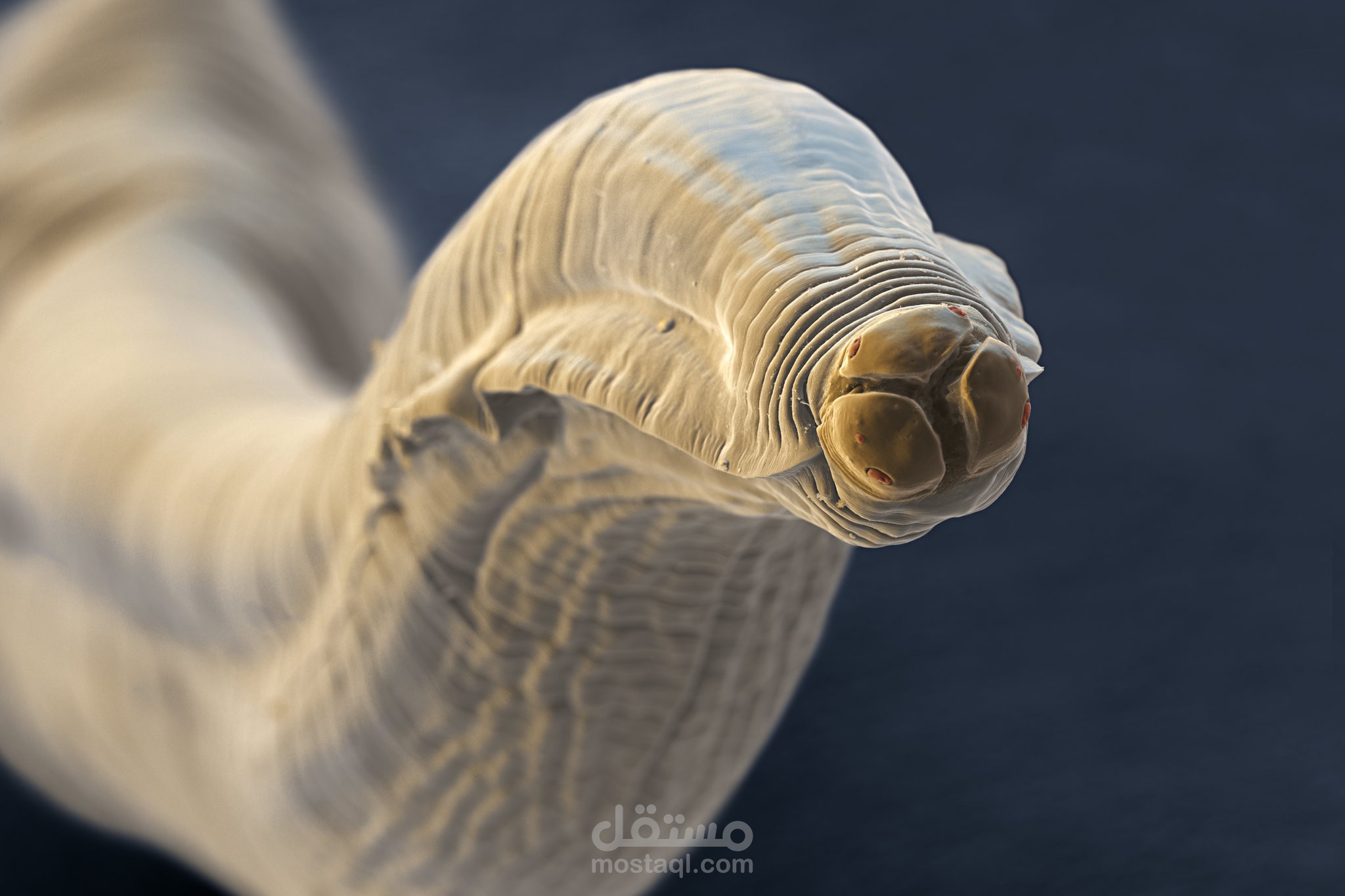 parasitology research