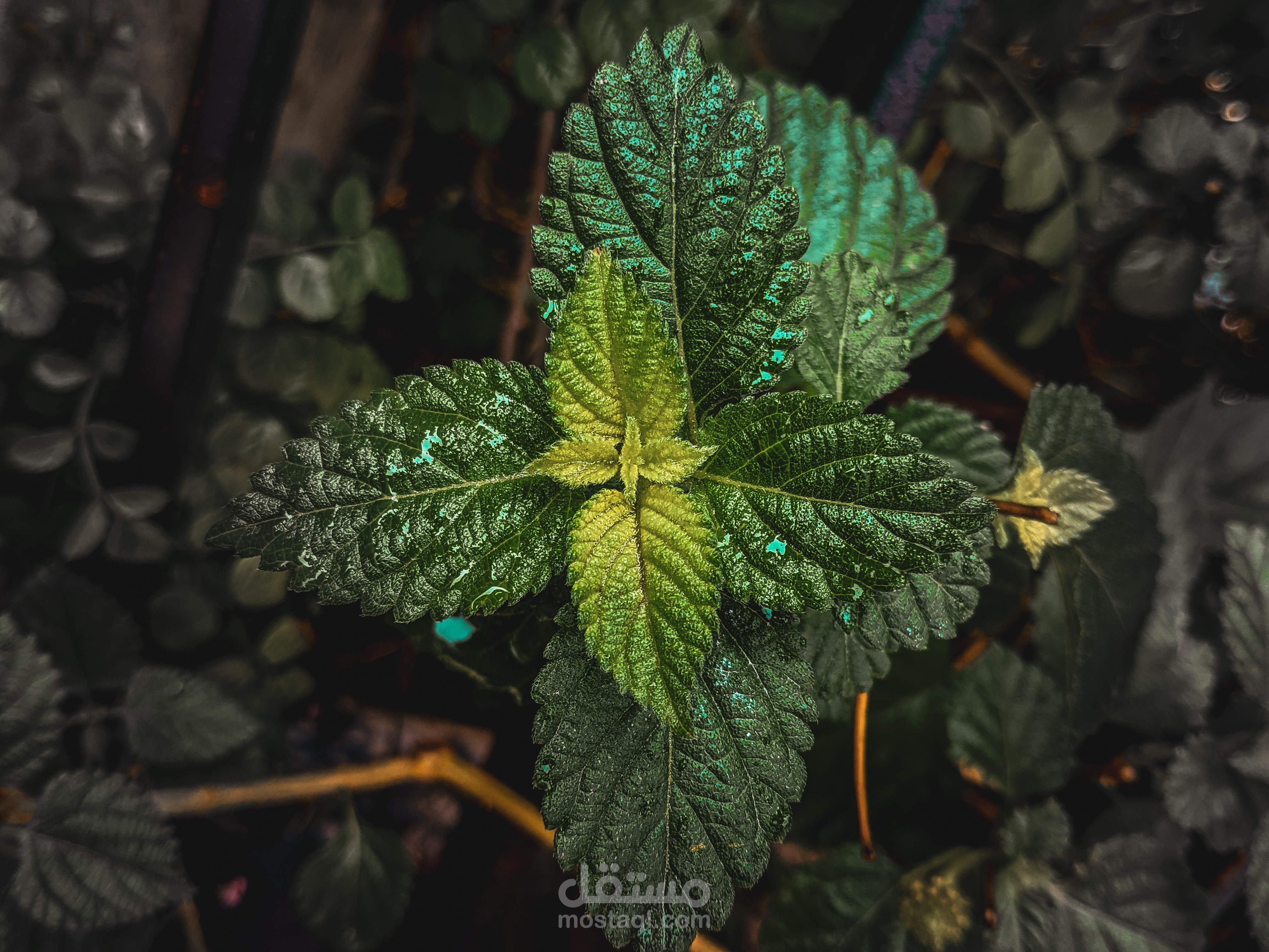 تصوير فوتوغرافي