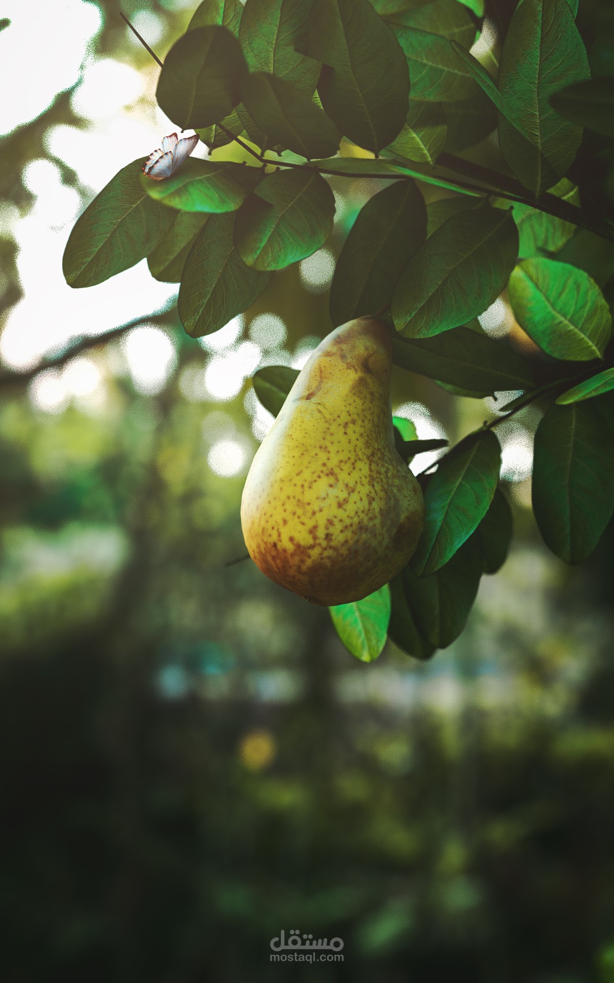 3D Pear Modelling