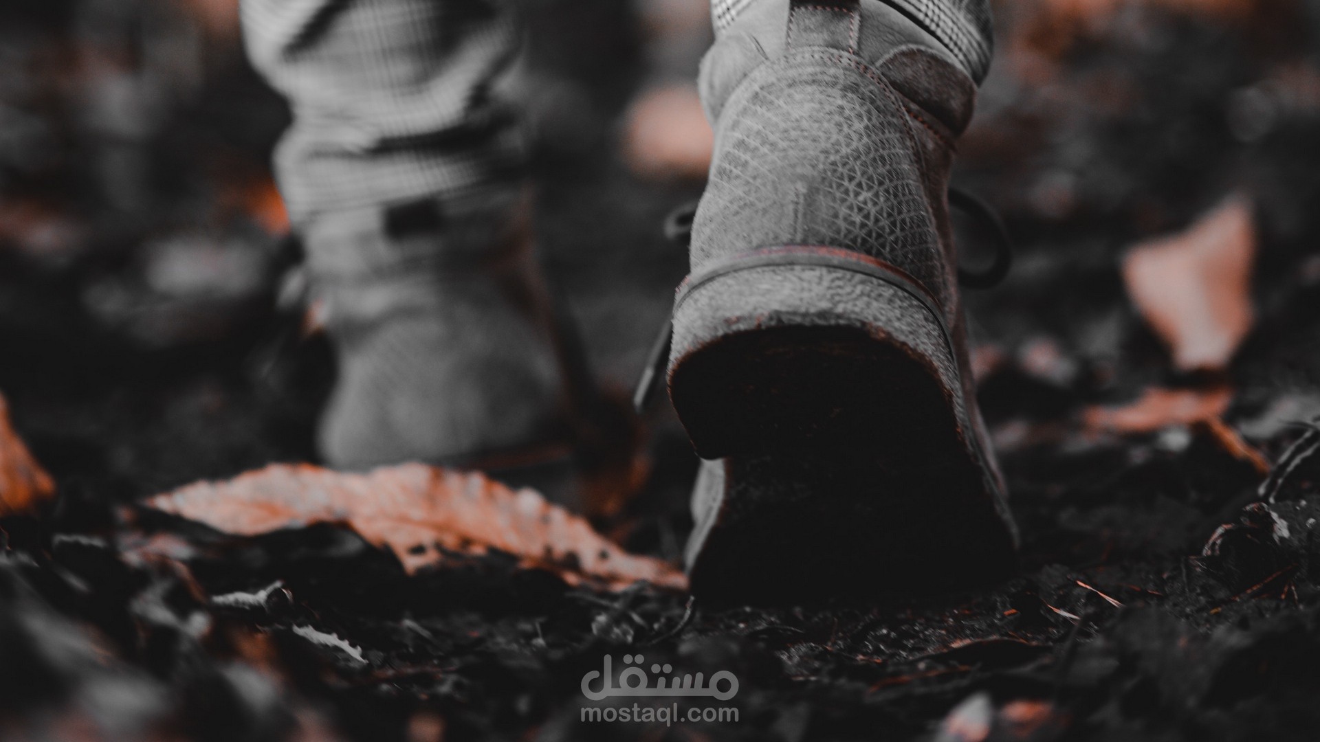 ترجمة أدبية