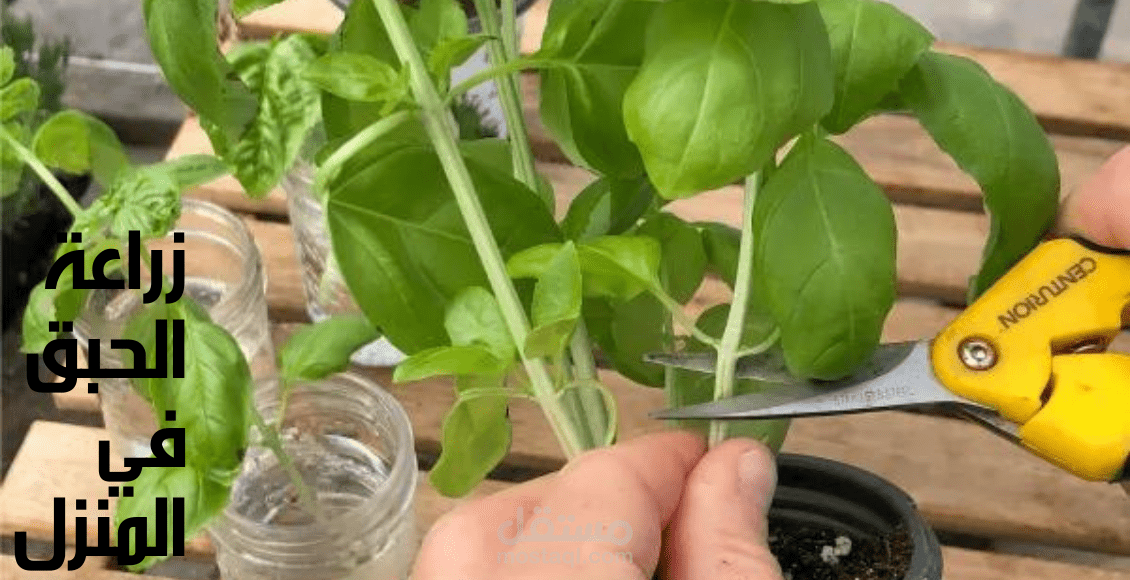 مقال عن زراعة الحبق في المنزل؛ التعرف عليه وأستخداماته وأنواعه و5 خطوات لزراعته من البذور