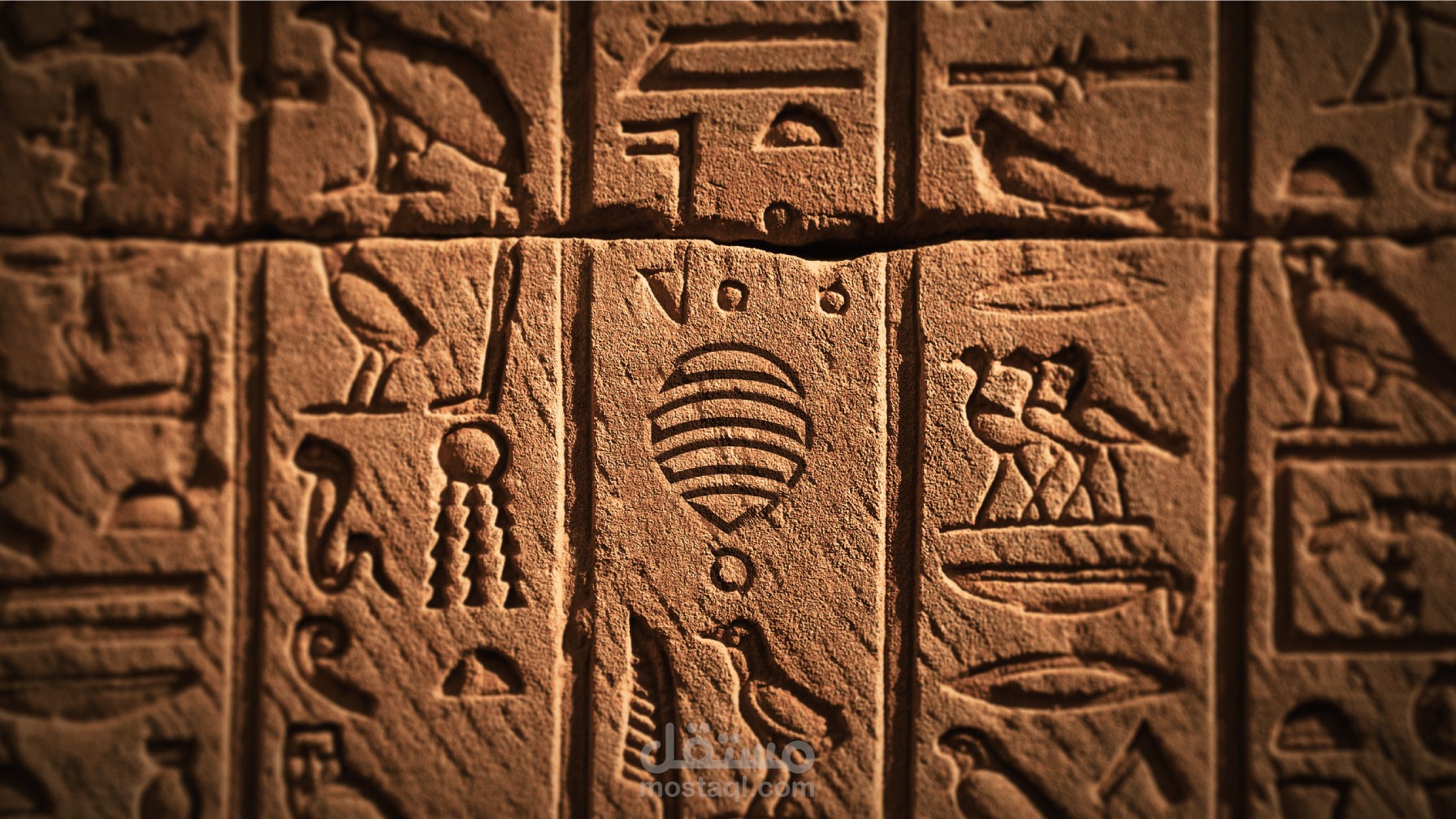 Tripsy Branding Project