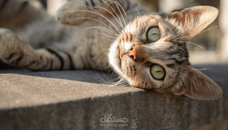 فيروس الهربس عند القطط