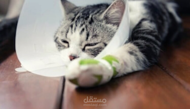 كسور العظام عند القطط
