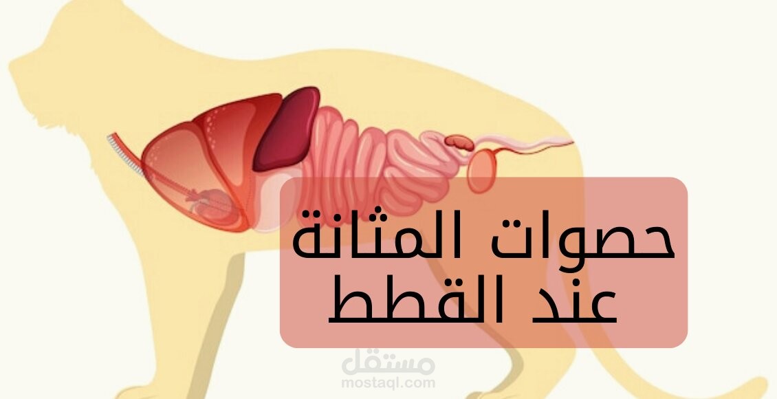 حصوات المثانة عند القطط