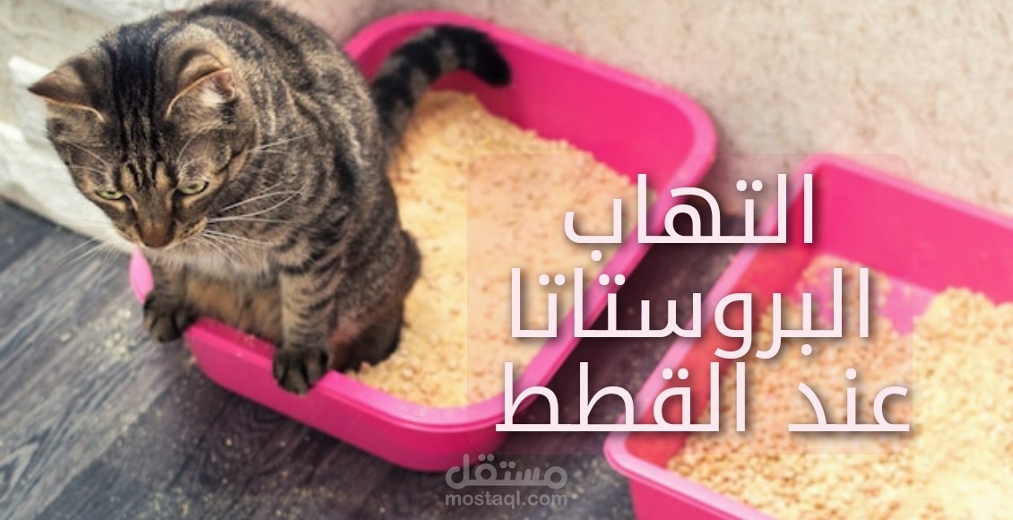 التهاب البروستاتا عند القطط