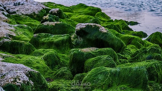 السبيرولينا .. غذاء المستقبل