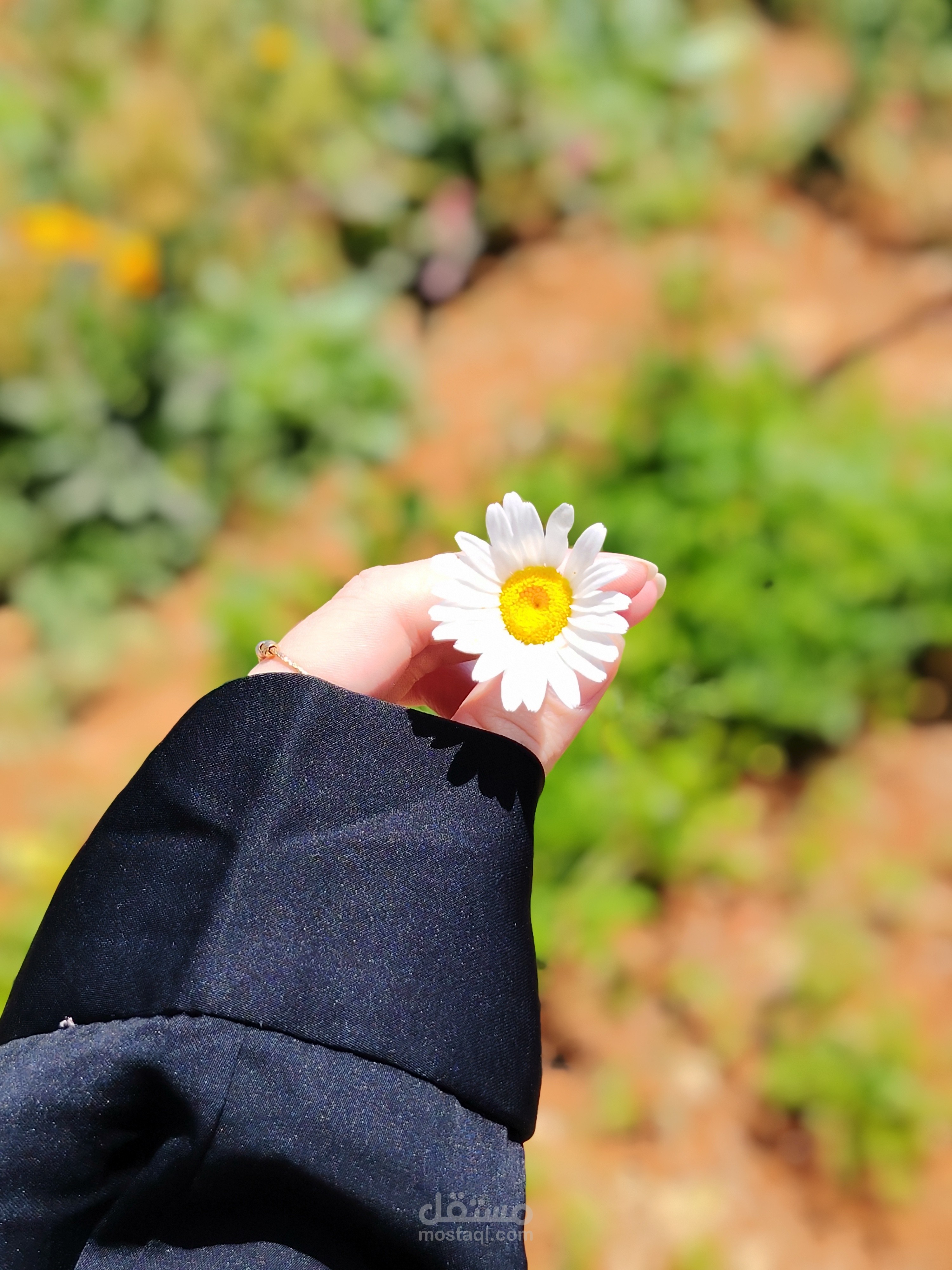 تصوير يومي