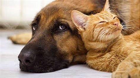 The Best Guidebook Pet Parents Can Use To Find A Suitable Canine Diabetes Diet