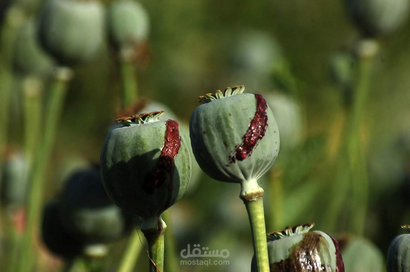 علاج ادمان الافيون
