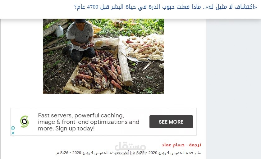 ترجمة  بعنوان ««اكتشاف لا مثيل له».. ماذا فعلت حبوب الذرة في حياة البشر قبل 4700 عام؟»
