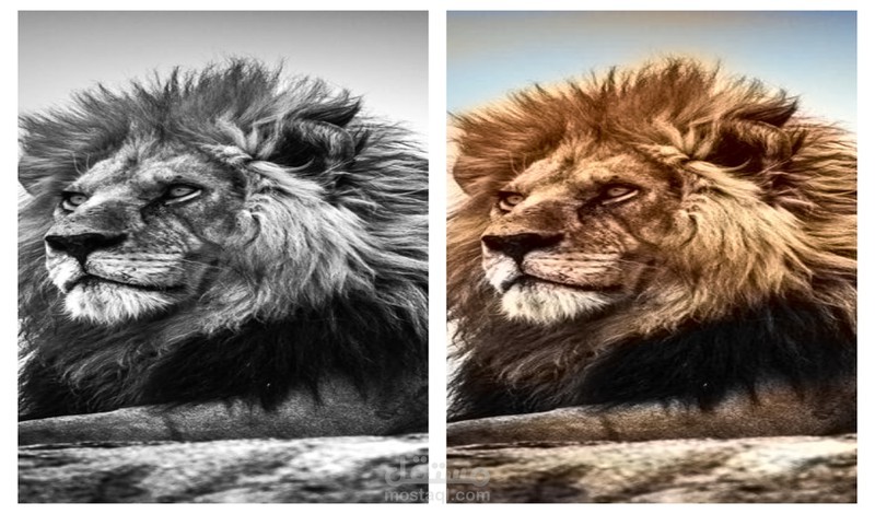 colorizing photos   تلوين الصور