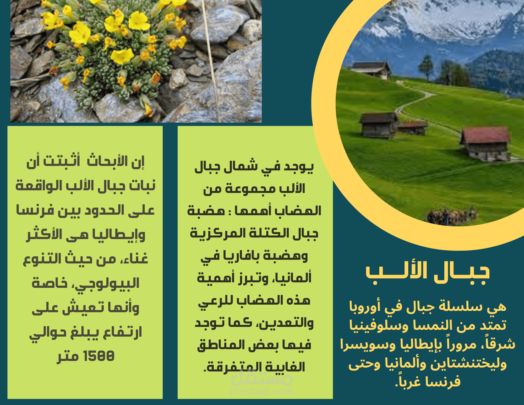 تصميم بروشورات إعلانية