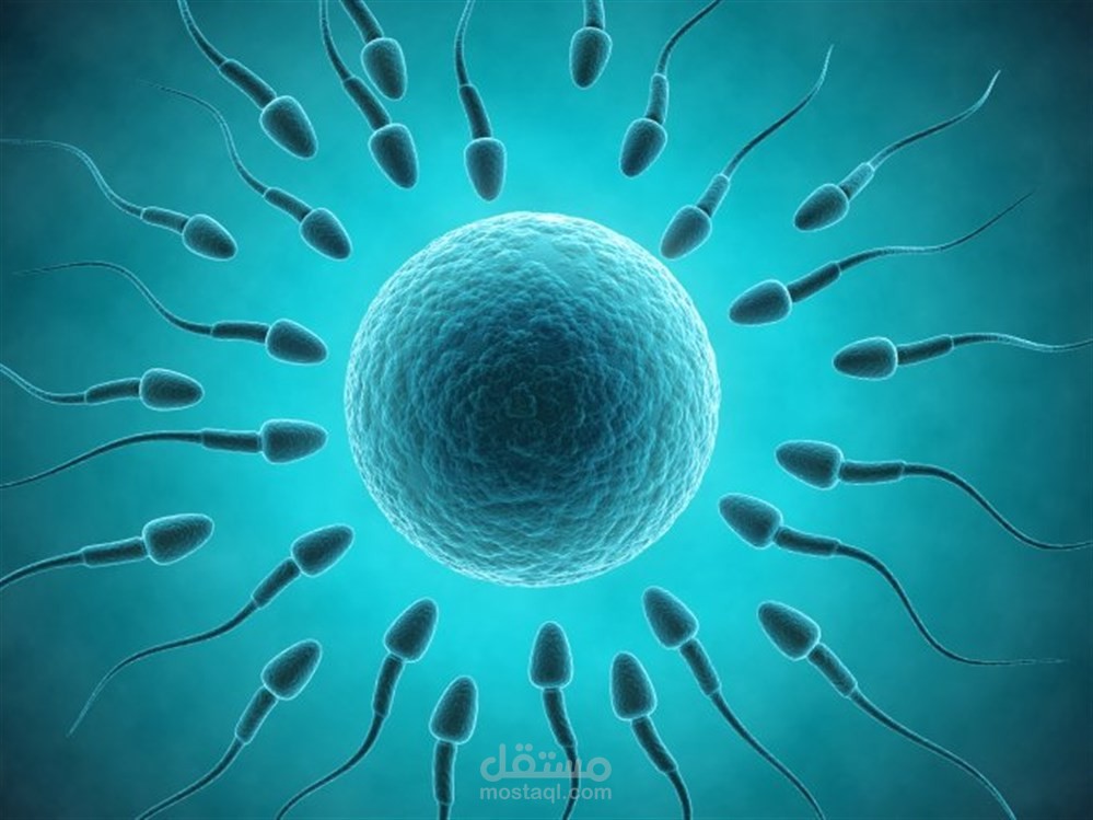تعرف ما هي النسبة الطبيعية للإنجاب عند الرجل؟