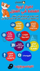 أضرار القطط الشيرازي