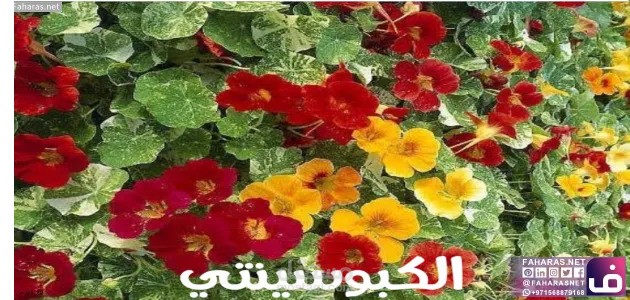 كتابة مقال عن : ما هو كبوسينتي