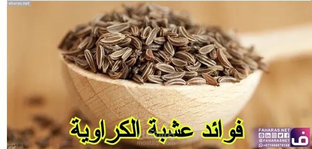 كتابة مقال عن الكراوية نبات عطري