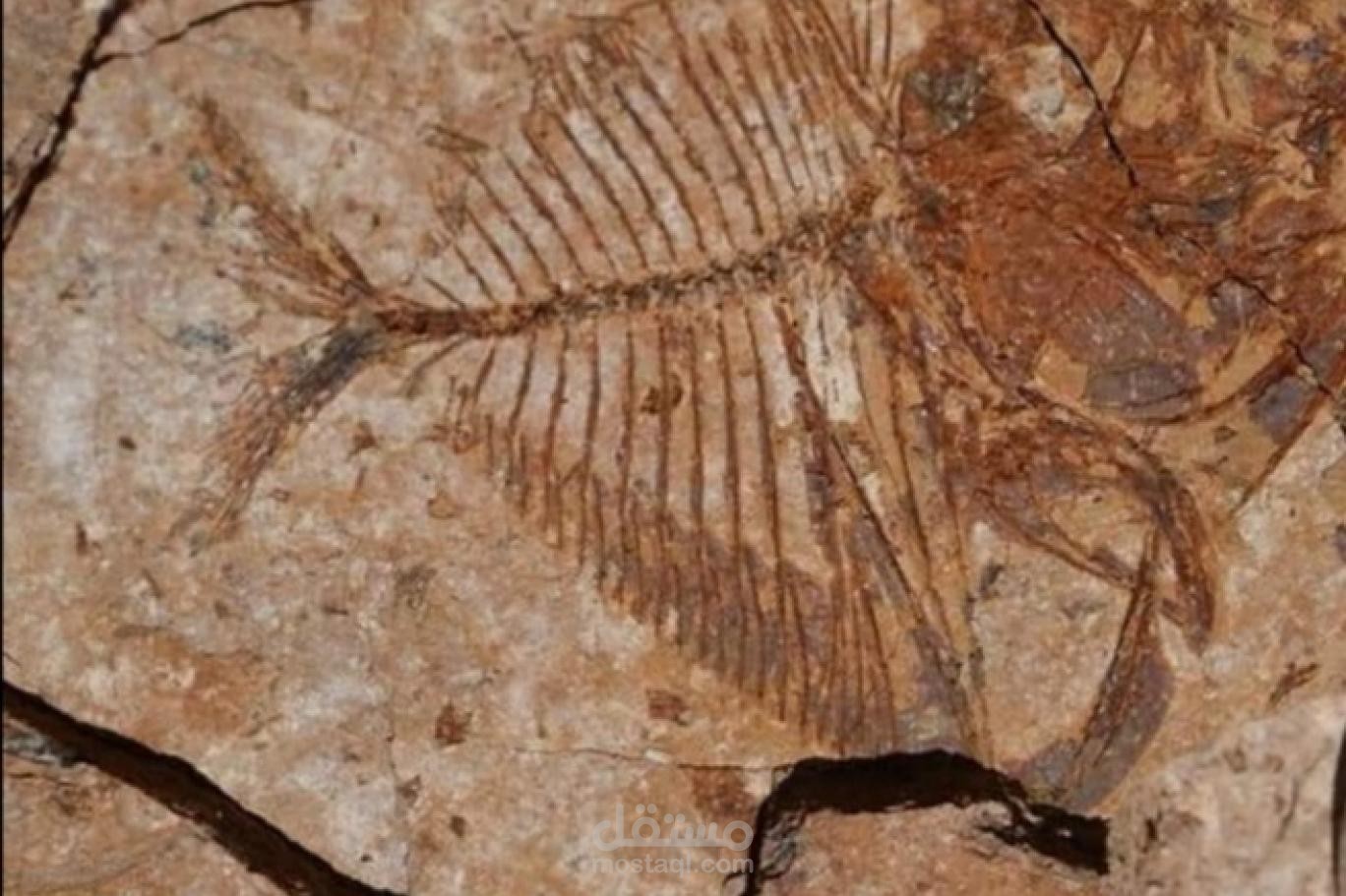 الحفريات بوربوينت