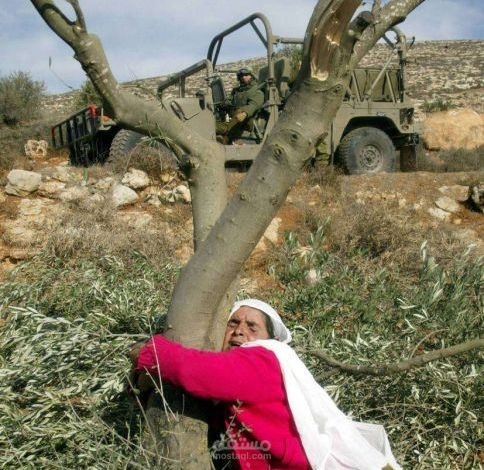 انفو فيديو عن شجرة الزيتون