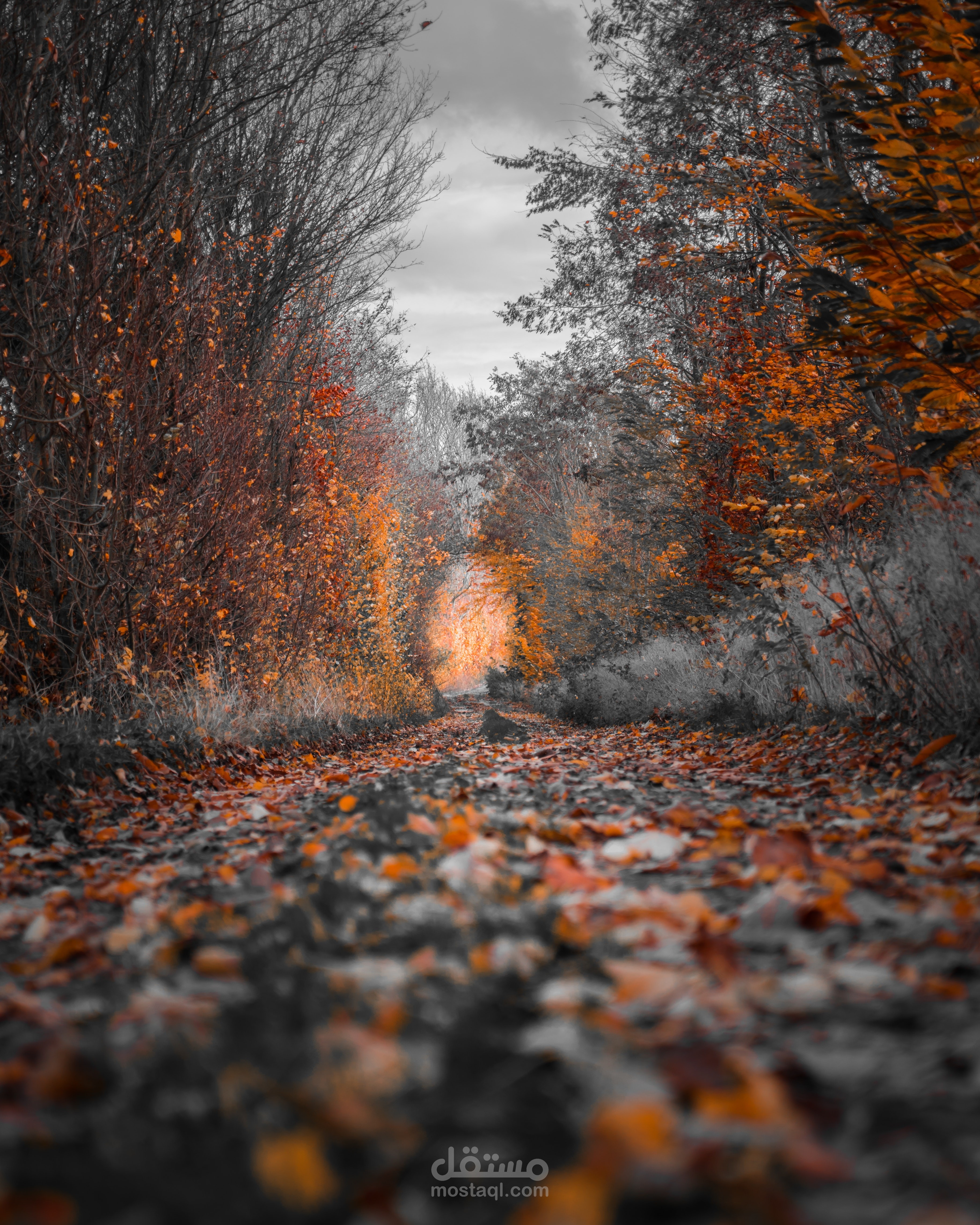 تعليق صوتي