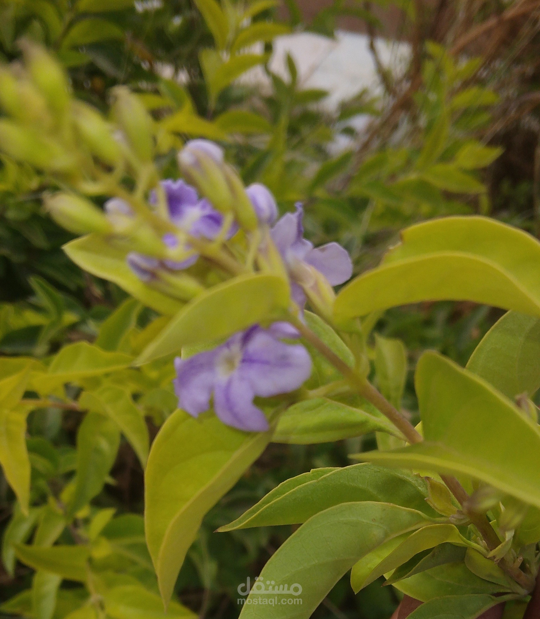 خاطرة قصيرة