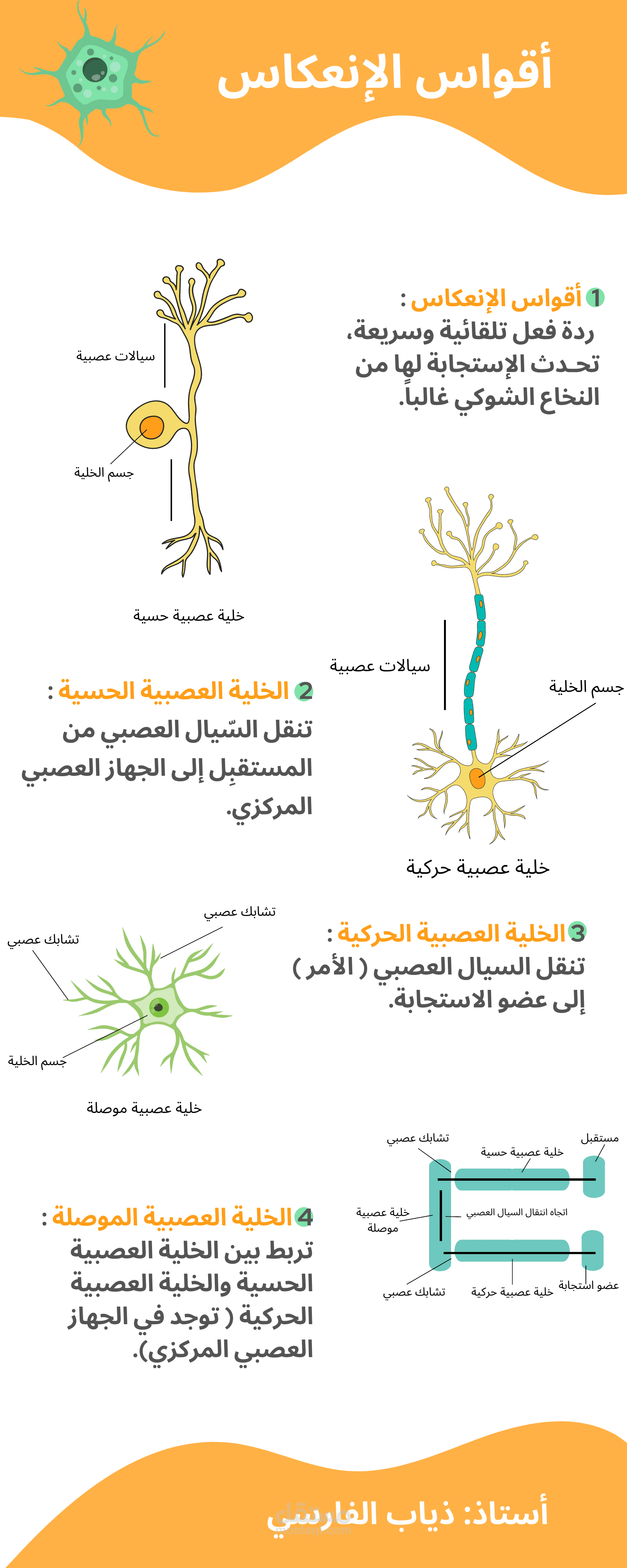 انفوجرافيك لمادة الأحياء عن الخلية العصبية وتركيبها