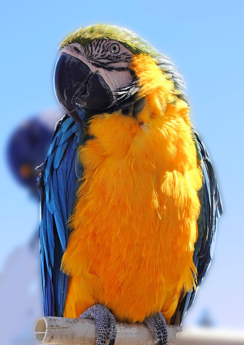 تعديل على الصور