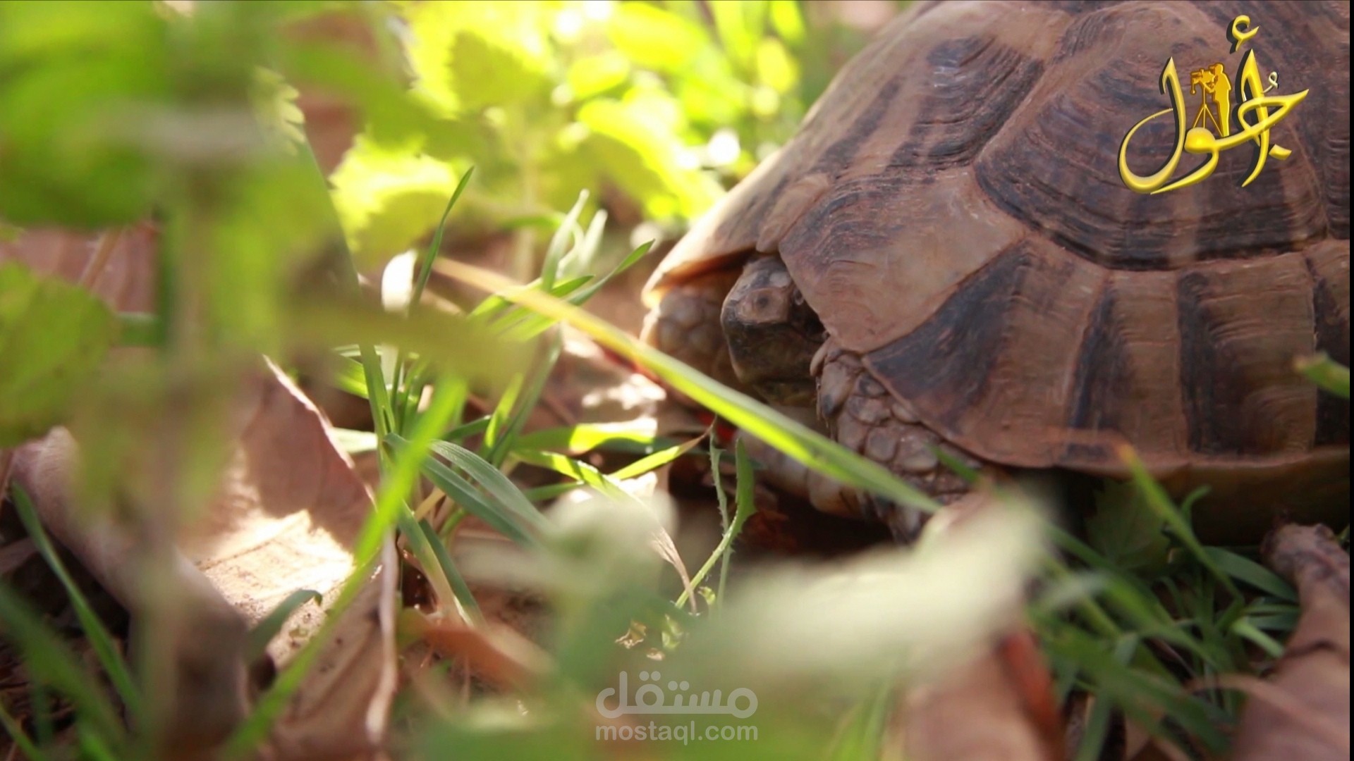 تقديم وثائقي