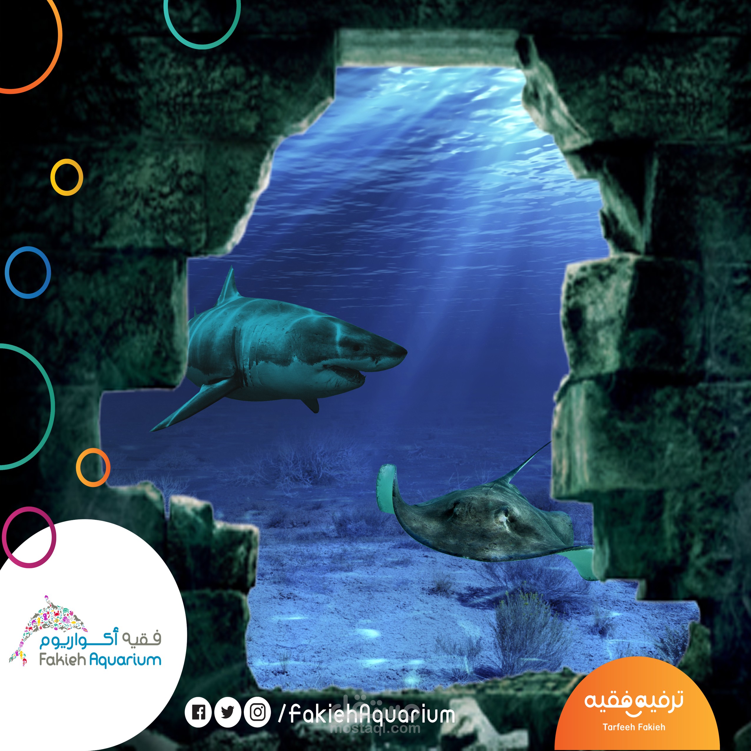 تصميم لاكواريوم فقية في جدة