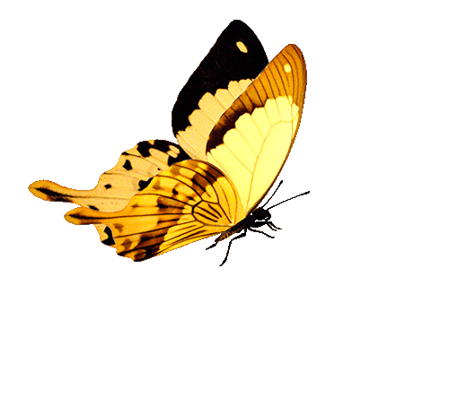 تصميم الانفوجرافيك بالبوربوينت