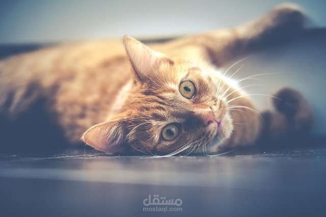 كيف أعرف أن القط مريض
