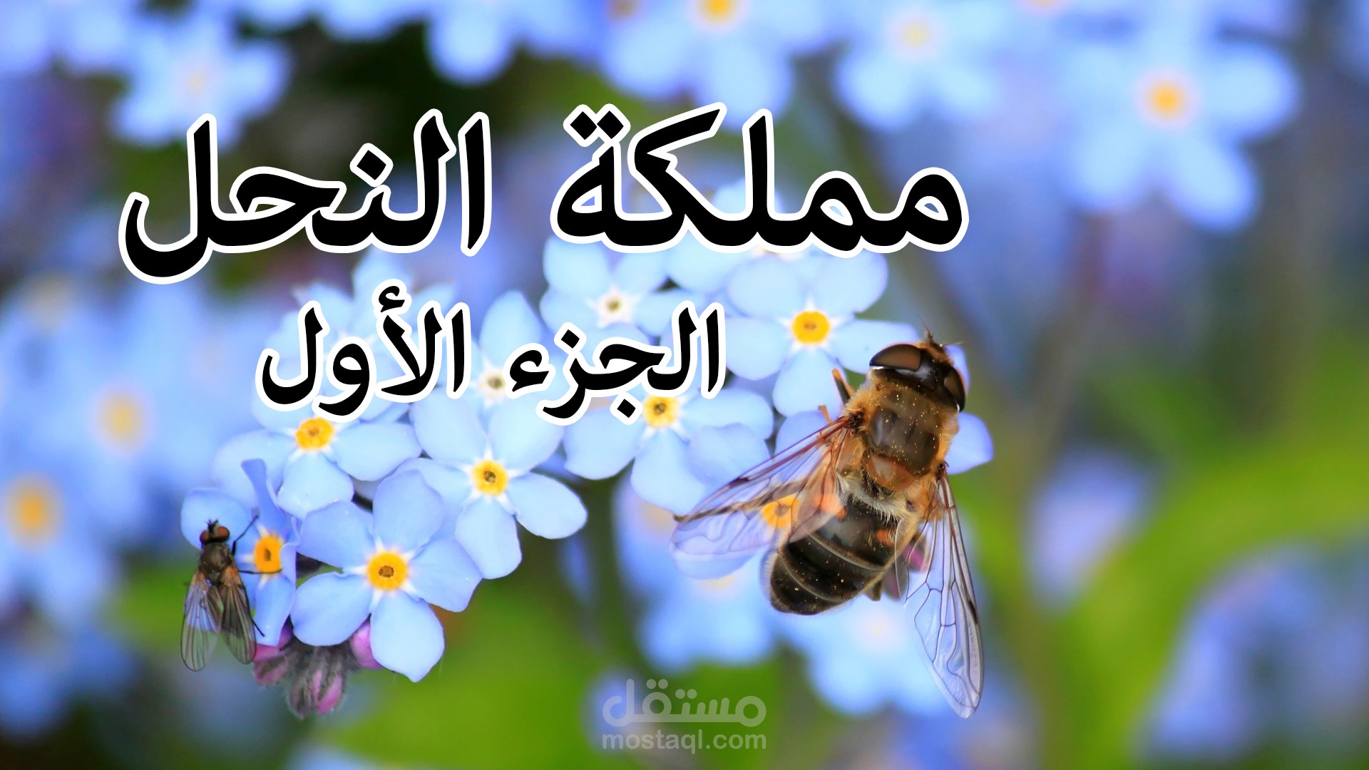 فيديو بتعليقي الصوتي عن النحل