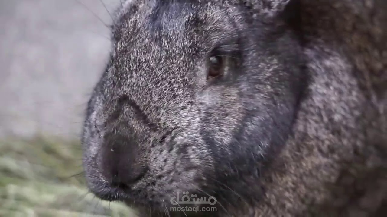 هذا فيديو و موسيقي بدون اي حقوق طبع