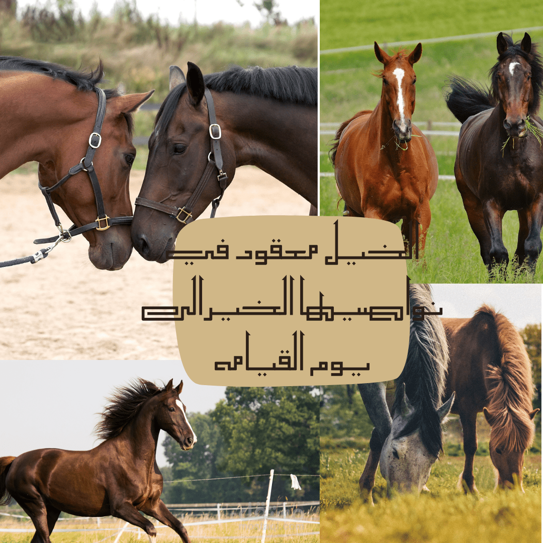 جمال الخيول العربيه الأصيله