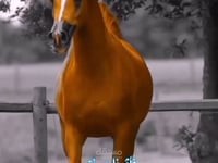 انتاج فيديو