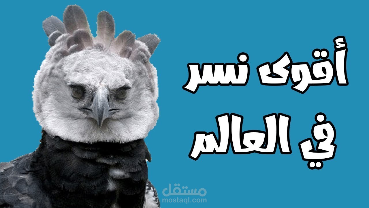 مونتاج مقطع وثائقي