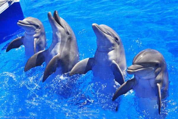 فيديو وثائقي عن الدلافين