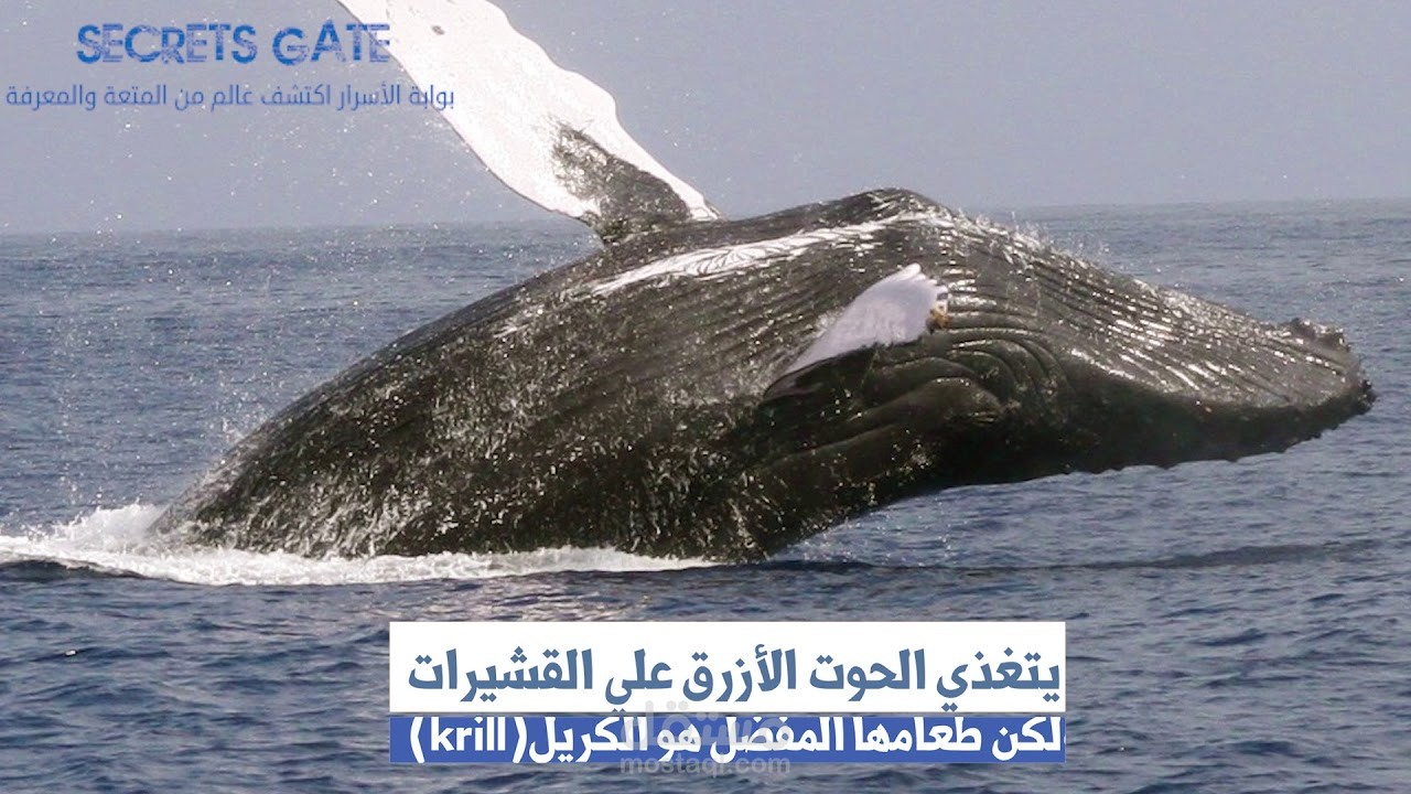 Blue Whale