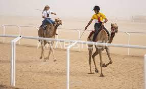 تدريب الجمال لسباق الهجن