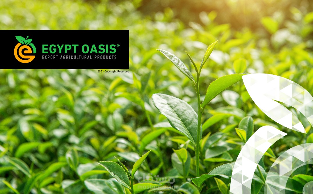 هوية شركة اجيبت اوسيس Egypt Osis Branding