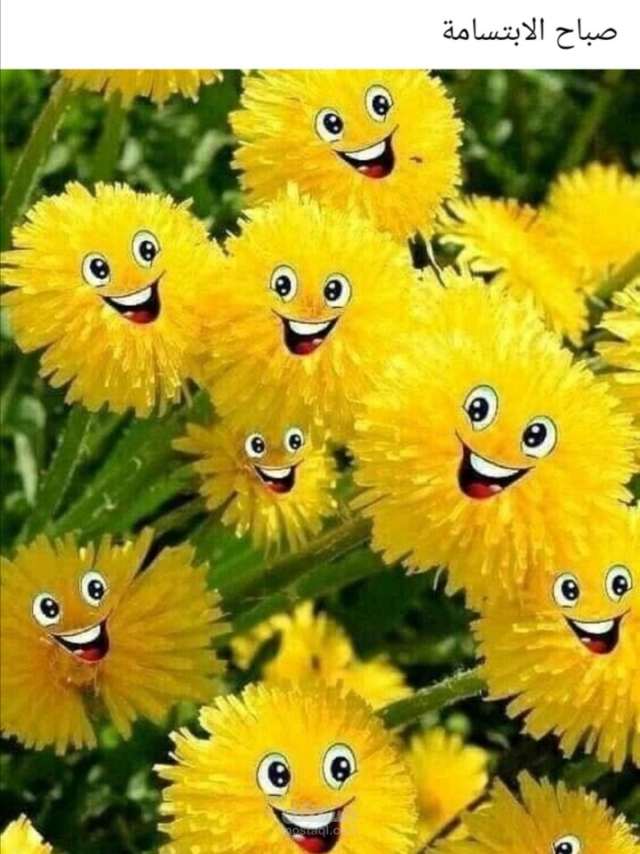 فيديوهات قصيره