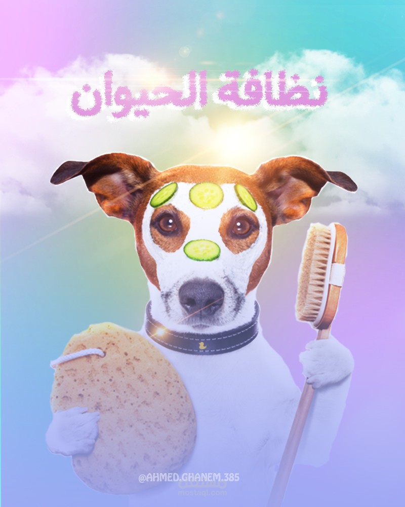 تصميمات سوشيال ميديا لمتجر حيوانات Pets