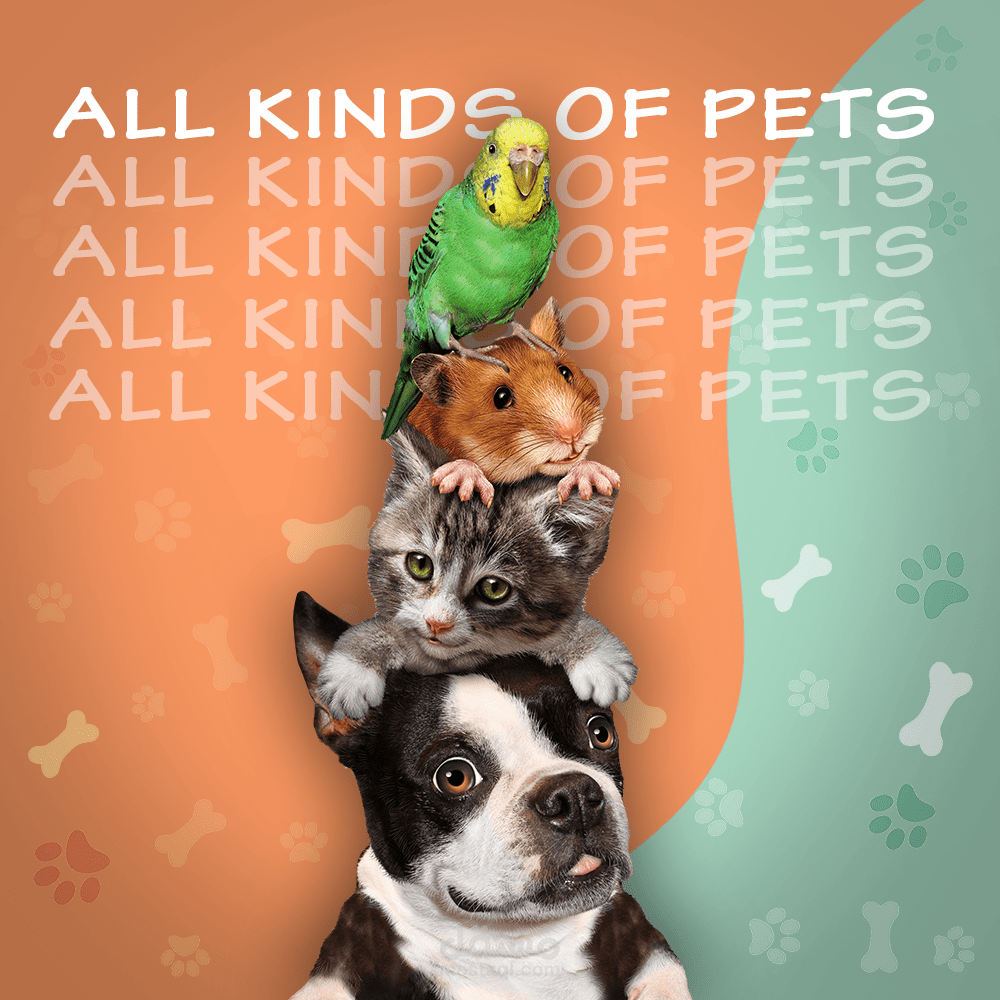 pets social media designs