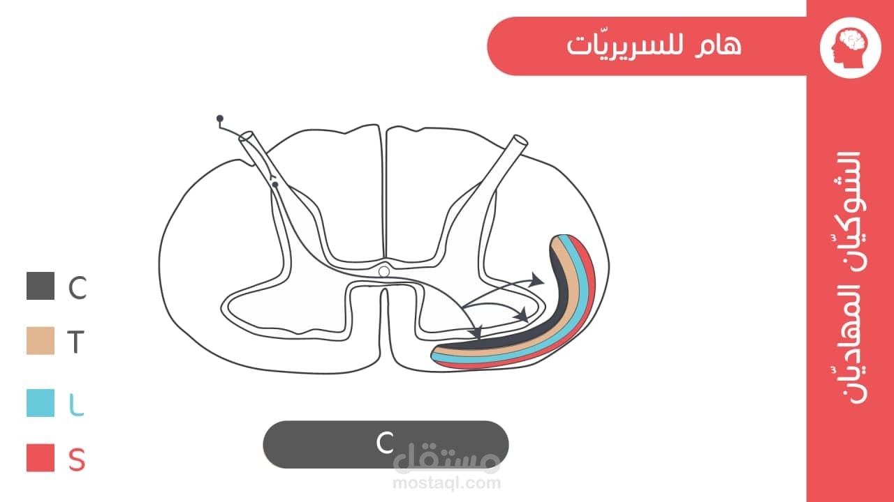 عروض تقديمية