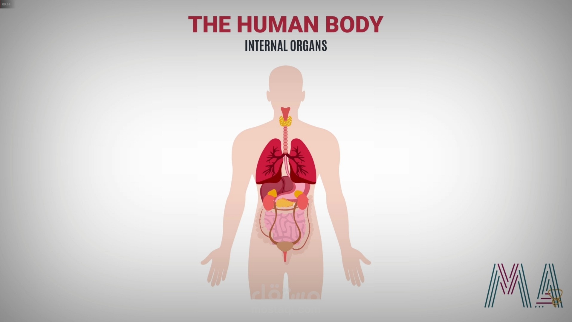 The Human Body \ درس علوم بوربوينت