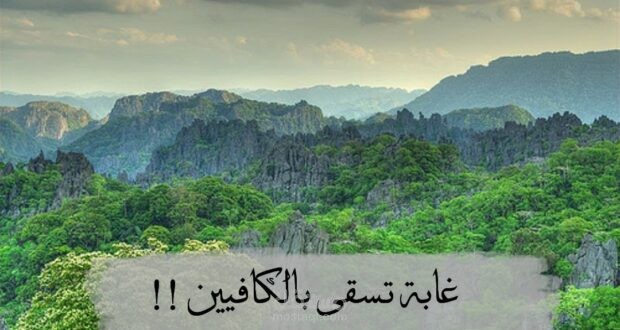 “غابة تسقى الكافيين”؟ كيف يمكن للقهوة أن تساعد الغابات على النمو بشكل أسرع