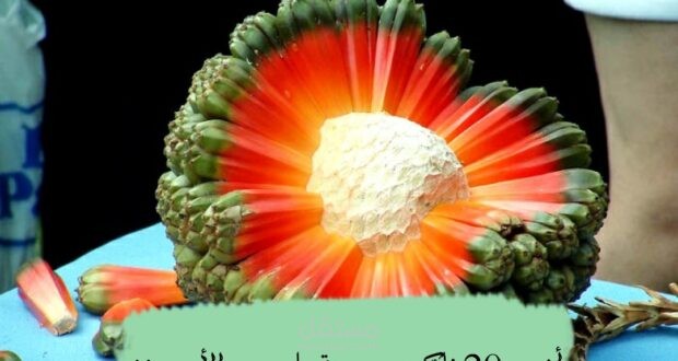 أغرب 15 فاكهة موجودة على وجه الأرض !!