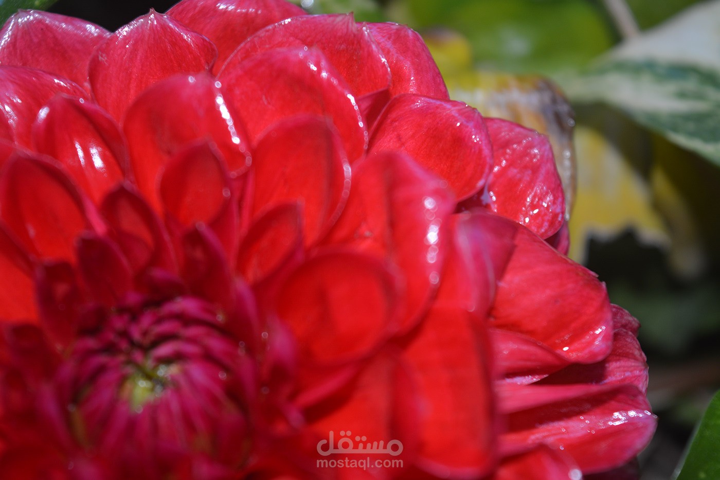 macro