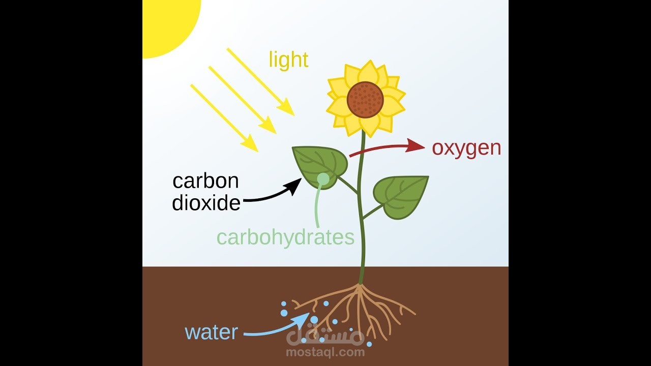 شرح دروس مادة  الأحياء / البيولوجي
